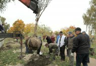 Саджали дерева за допомогою спеціальної техніки