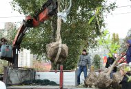 Саджали дерева за допомогою спеціальної техніки