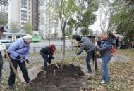 Висаджування вербової алеї