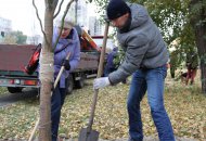 Висаджування вербової алеї