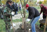 Кожне з 20 дерев необхідно підв'язати