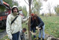 Висаджування вербової алеї