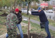 Висаджування вербової алеї