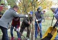 Висаджування вербової алеї