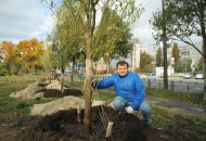 Висаджування вербової алеї